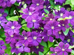 Purple flowers climbing plant