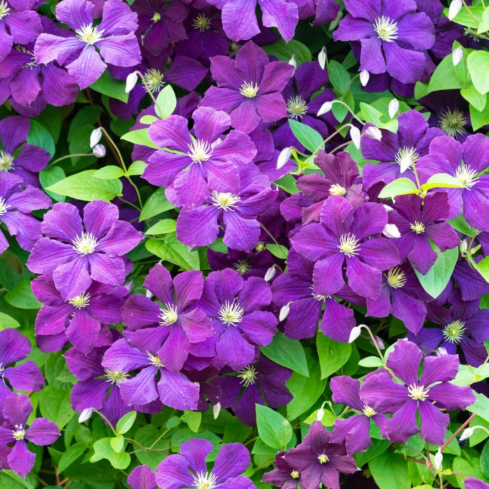 Purple flowers climbing plant