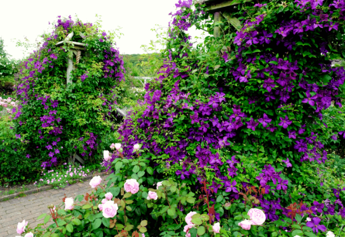 Purple flowers climbing plant