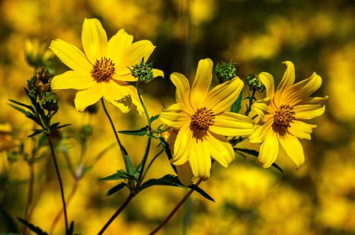 Flowers plant city fl