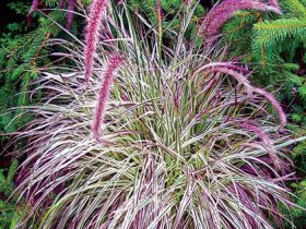 Grass plant purple flowers