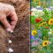 When to start planting flower seeds