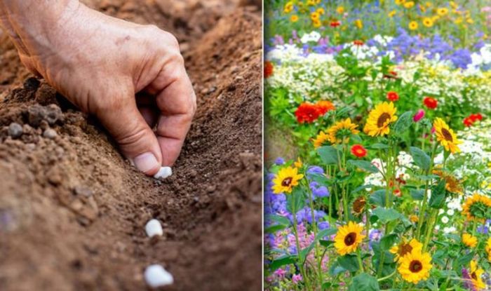 When to start planting flower seeds