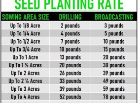 How many sunflower seeds to plant per acre