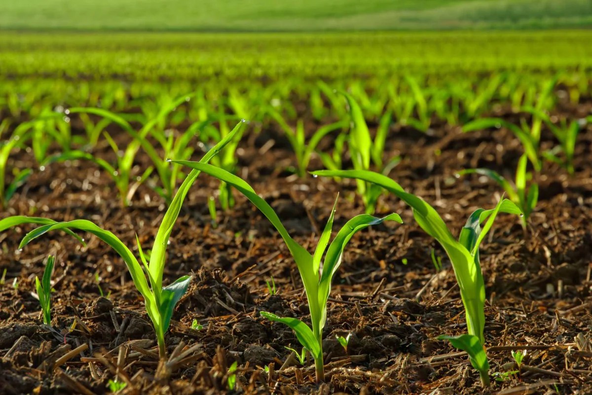 How many corn seeds to plant per hole