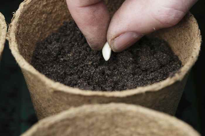 How deep to plant lemon seeds