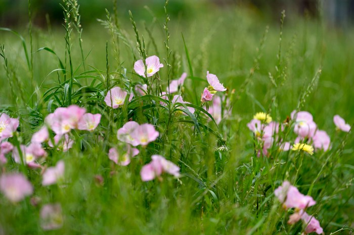 Can you plant wildflower seeds in july