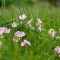 When to plant wildflower seeds seattle