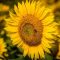 Can you plant sunflower seeds in august