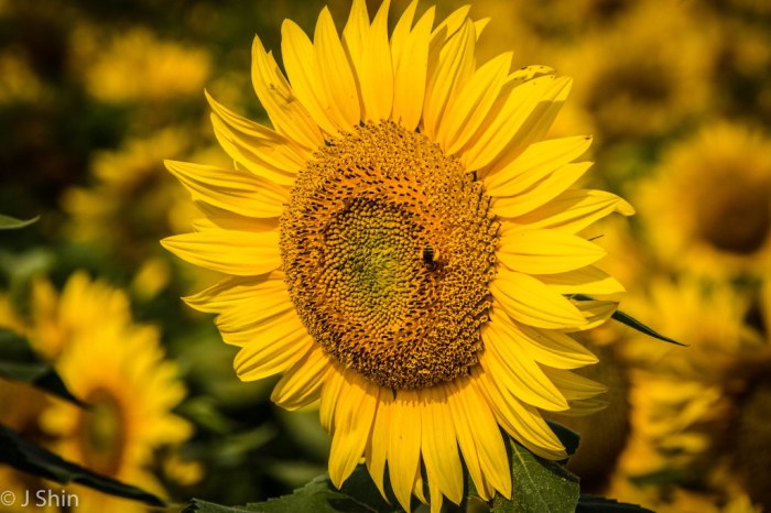 Can you plant sunflower seeds in august