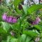 Where to buy comfrey plants or seeds