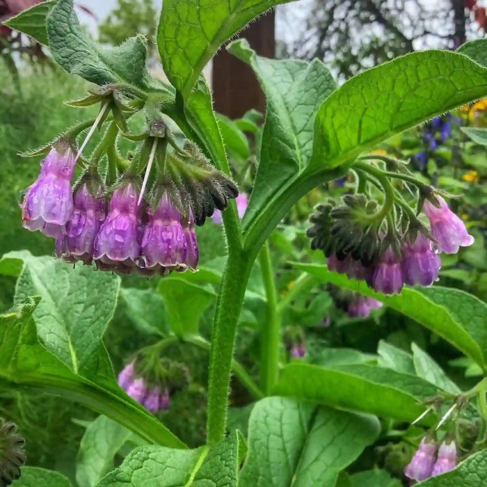 Where to buy comfrey plants or seeds