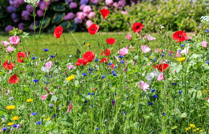 Wildflower flowers outsidepride planting wildflowers