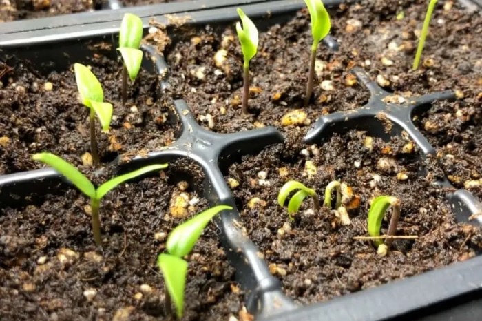 Can you plant jalapeno seeds