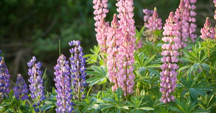 When to plant lupin seeds