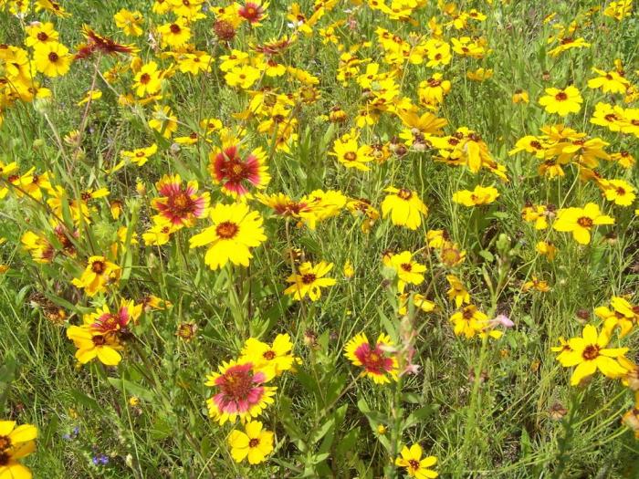 Can i plant wildflower seeds in spring