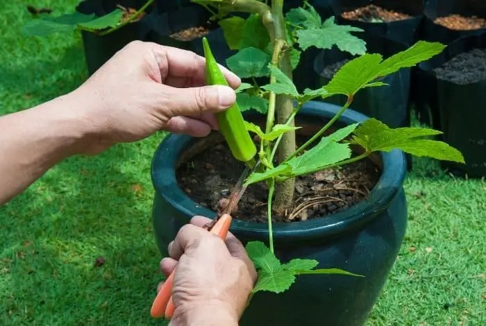 When to plant okra seed