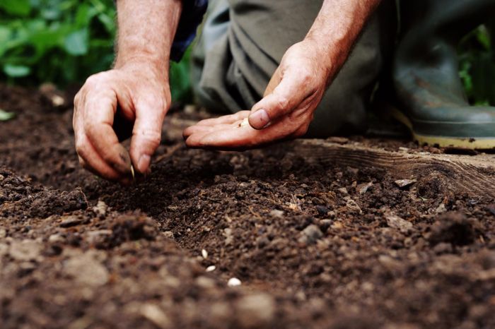 When to start planting flower seeds