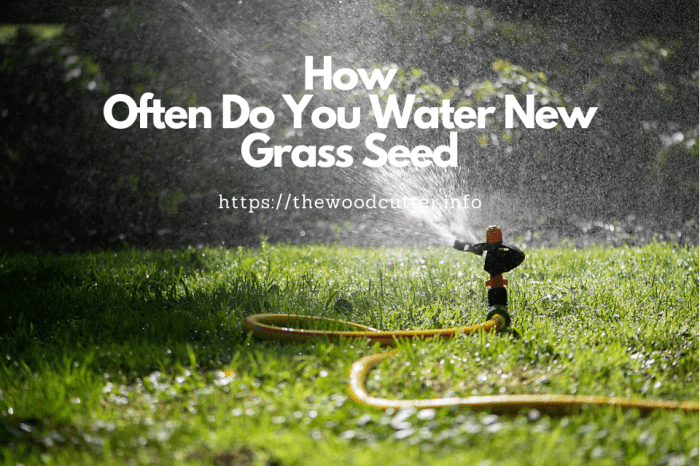 How often to water newly planted grass seed