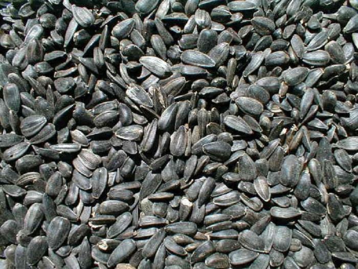 Can i plant black oil sunflower seeds