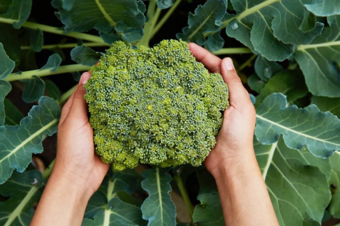 When to start broccoli seeds for fall planting