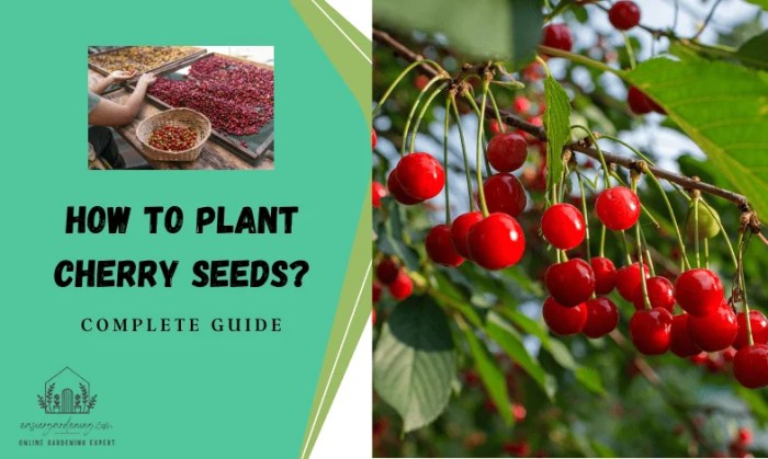 How deep to plant cherry seeds