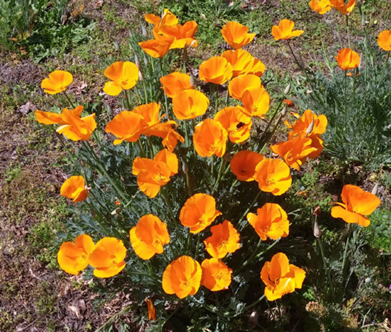 When to plant poppy seeds in california