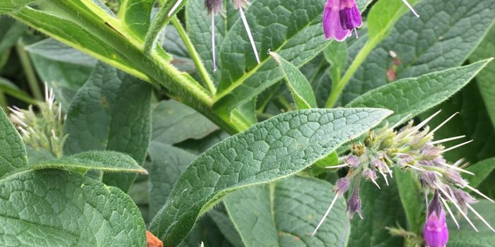 Where to buy comfrey plants or seeds