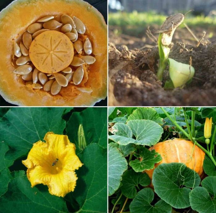 Can i plant a pumpkin seed