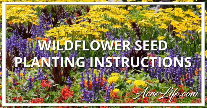 When to plant wildflower seeds seattle