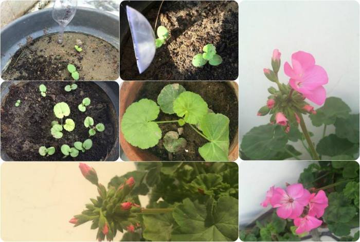 Geranium geraniums seed growing seeds flower column resolution week use available get extension iastate edu