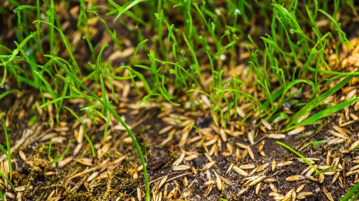 Can you plant grass seed in may