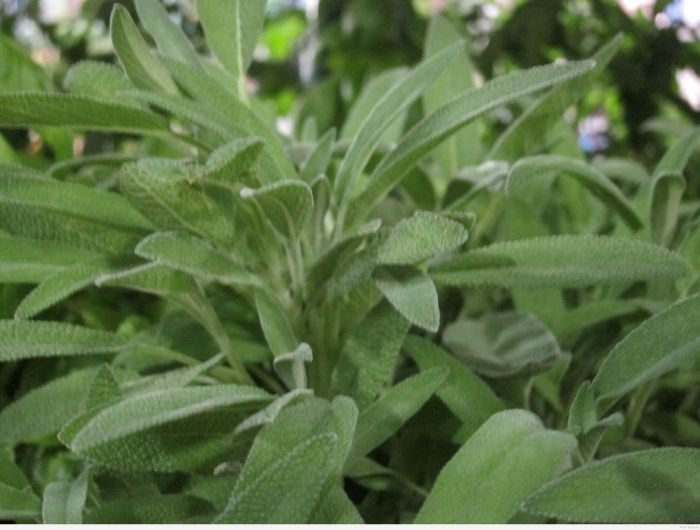 When to plant sage seeds