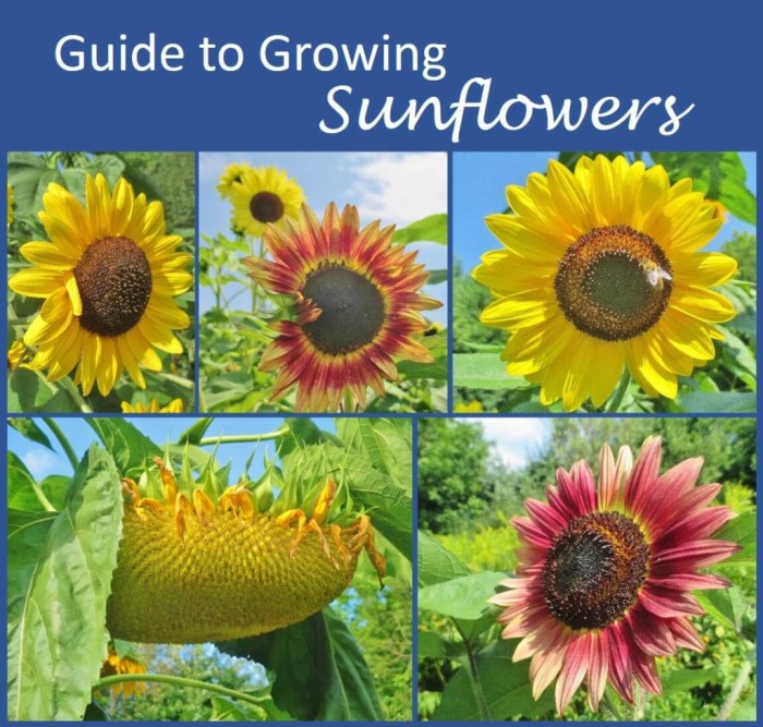 Can i plant black oil sunflower seeds