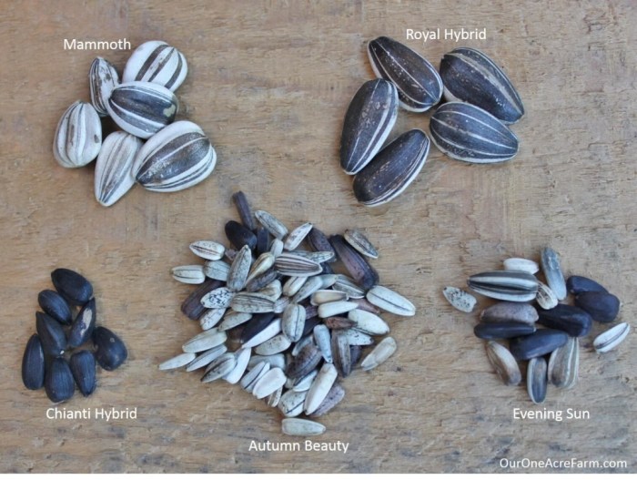 When to plant sunflower seeds in michigan