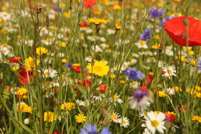 When to plant wildflower seeds georgia