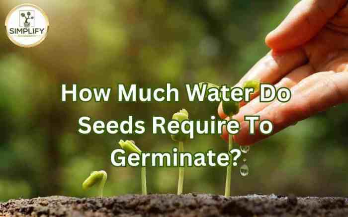 How often to water plant seeds