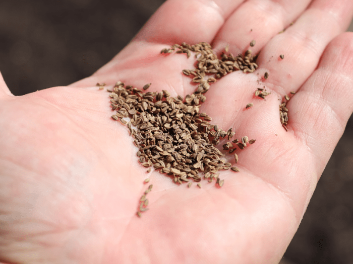 How many carrot seeds to plant