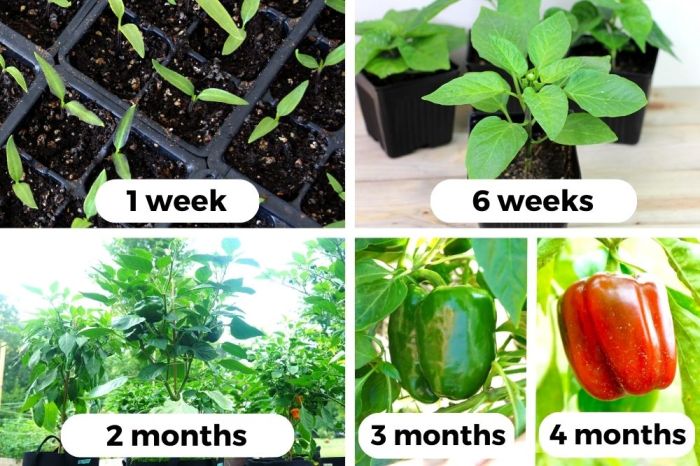 How deep do you plant bell pepper seeds