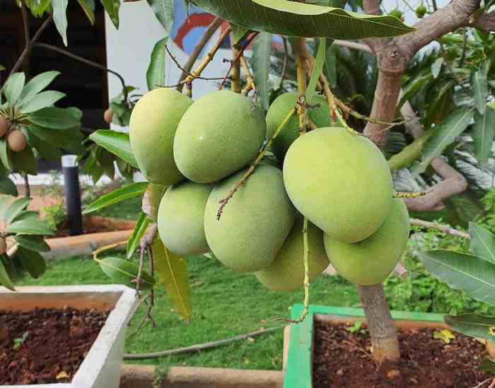 Mango seed plant can planting raise pit do starts initially leafs hanging had but stack