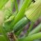 How long to soak squash seeds before planting