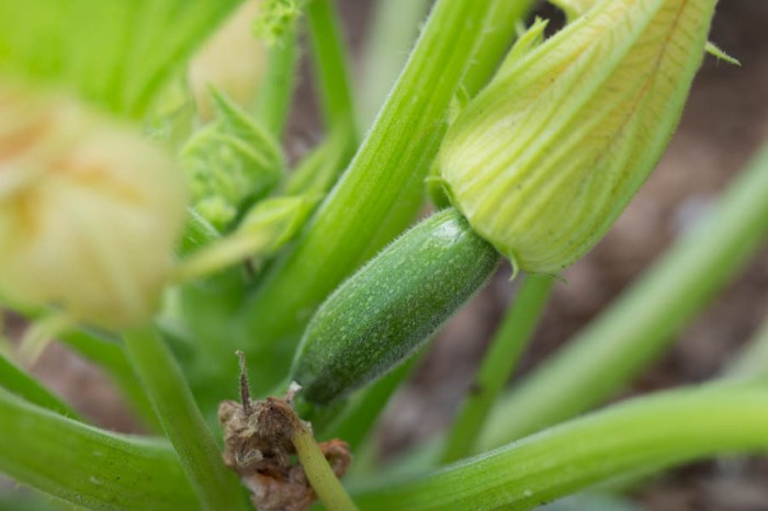 How long to soak squash seeds before planting