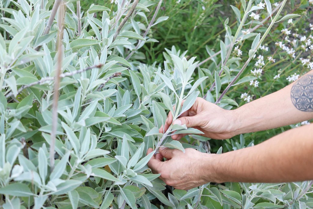 When to plant sage seeds