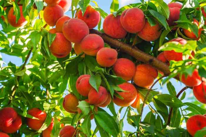 How and when to plant peach seeds