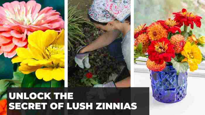 Can i plant zinnia seeds in the fall