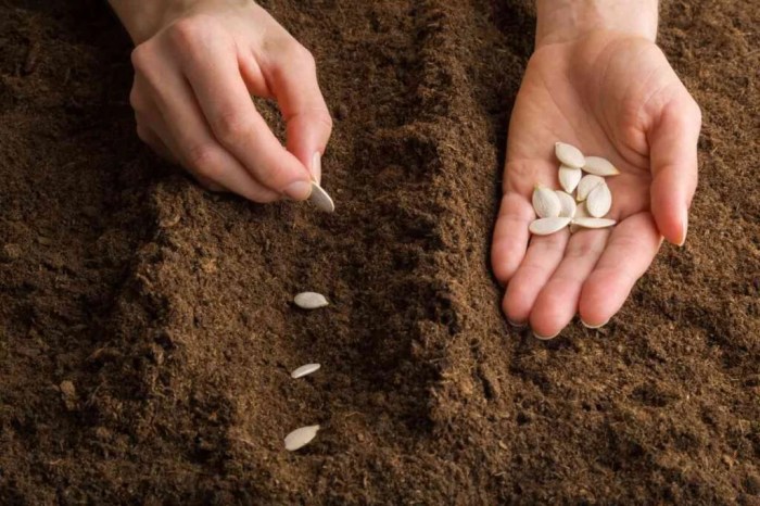 Do you soak pumpkin seeds before planting