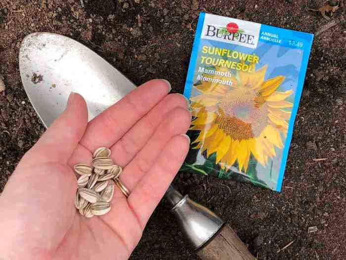 Can i plant sunflower seeds in june