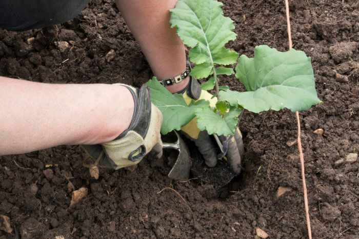 When to start broccoli seeds for fall planting