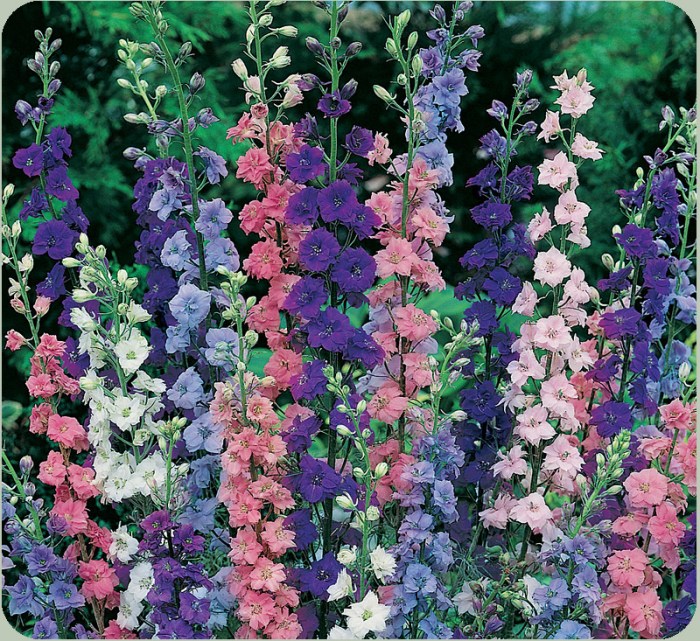 Can you plant larkspur seeds in the fall