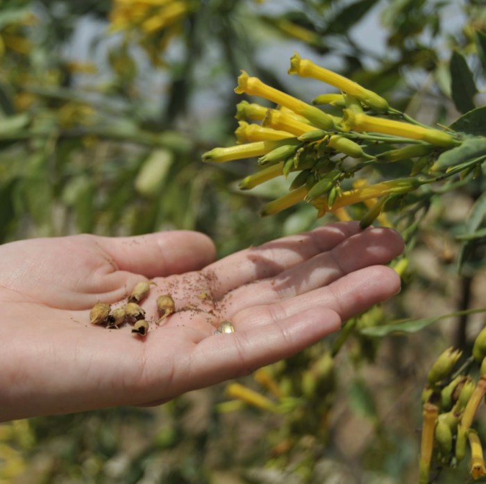 Can you save seeds from hybrid plants